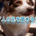 犬が人の足を舐める理由
