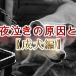 犬の夜泣きの原因と対策【成犬編】