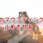 犬のマウンティングを止めさせる!しつけ方を徹底解説