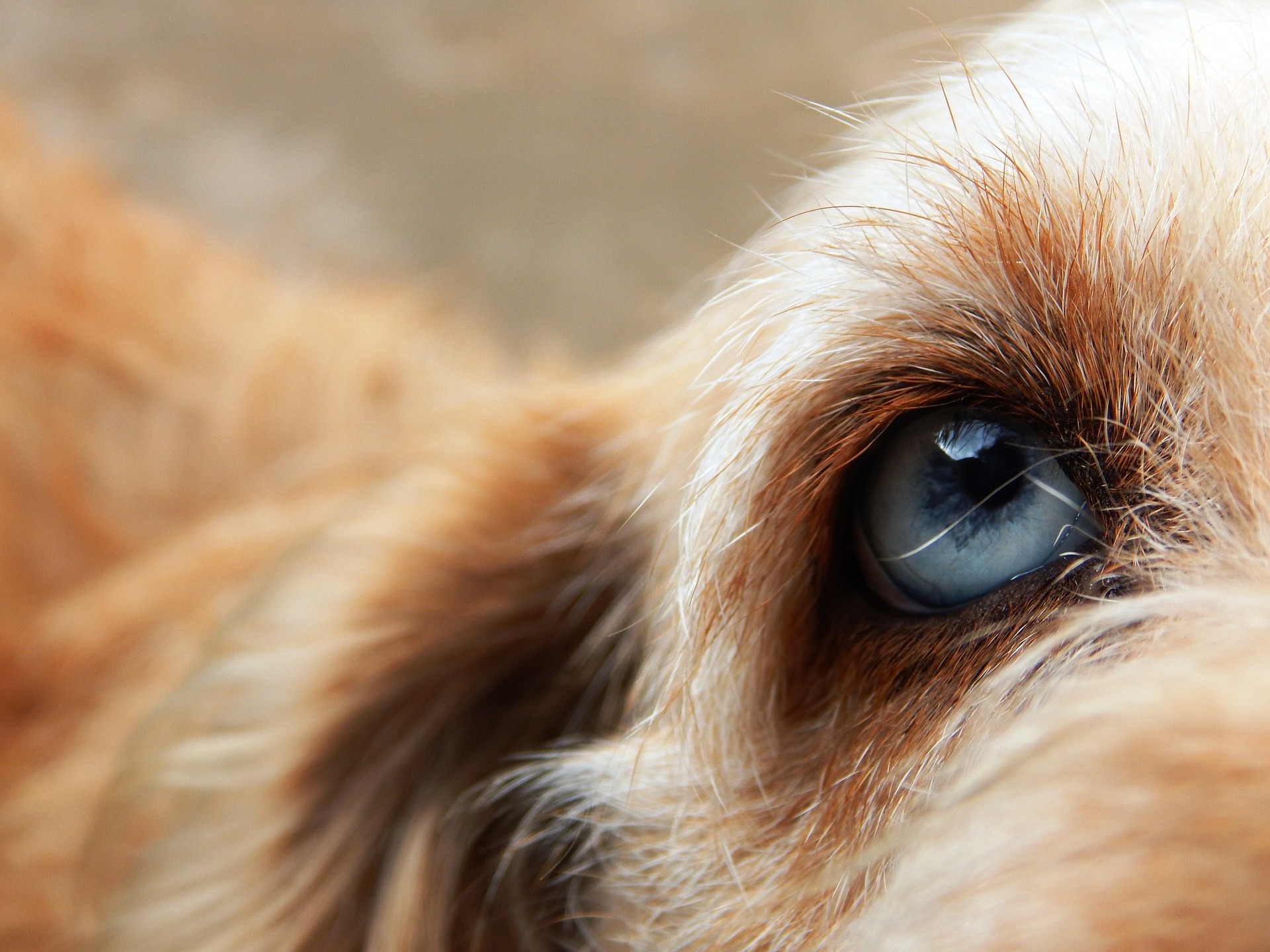 犬の目の白い点について 病気 原因と対策を紹介 愛犬家が集まる トロモロ