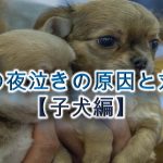 犬の夜泣きの原因と対策【子犬編】