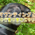 犬のマウンティングとは?【犬がマウンティングをする意味や理由についても解説】