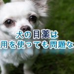 犬の目薬は人間用を使っても問題ない?