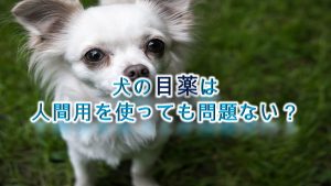 犬の目薬は人間用を使っても問題ない?