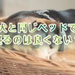 犬と同じベッドで寝るのは良くない?デメリットを解説!