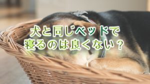 犬と同じベッドで寝るのは良くない?デメリットを解説!