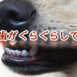 犬の歯がぐらぐらしてる!【犬の歯がぐらつく原因と注意点とは?】