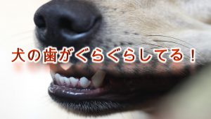 犬の歯がぐらぐらしてる!【犬の歯がぐらつく原因と注意点とは?】