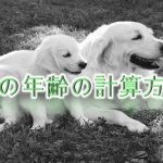 犬の年齢の計算方法とは？【人間の年齢に換算してわかりやすく解説】