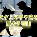 犬が人の手や腕を舐める理由【犬の気持ちを理解していますか?】