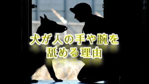 犬が人の手や腕を舐める理由【犬の気持ちを理解していますか?】