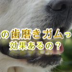 犬の歯磨きガムとは何か。【効果あるの?もう歯ブラシは必要ない!?】