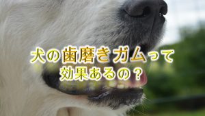 犬の歯磨きガムとは何か。【効果あるの?もう歯ブラシは必要ない!?】