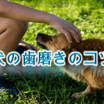 犬の歯磨きのコツ【歯磨きを嫌がるいぬが、笑顔になるかも。】