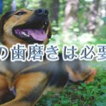 犬の歯磨きの適正頻度とは?そもそも必要?【犬に歯磨きをしないリスクや危険性も紹介】