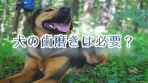 犬の歯磨きの適正頻度とは?そもそも必要?【犬に歯磨きをしないリスクや危険性も紹介】