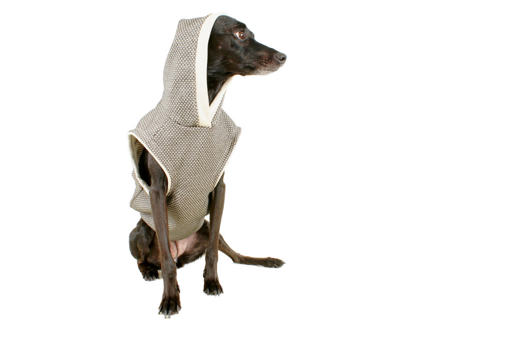 なぜ犬は雷や嵐に対して不合理な恐怖を抱くのでしょうか?