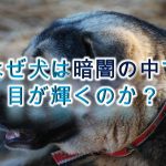 なぜ犬の目は、暗闇の中で輝くのか?