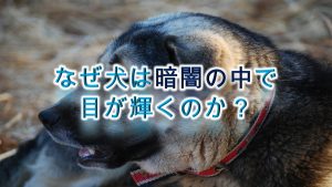 なぜ犬の目は、暗闇の中で輝くのか?