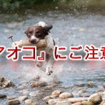 「アオコ」とは何か？【犬との散歩中、水辺で遊ぶ際はご注意を！】