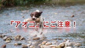 「アオコ」とは何か?【犬との散歩中、水辺で遊ぶ際はご注意を!】