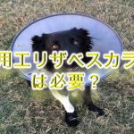 犬用エリザベスカラーとは何か?必要?【メリットとデメリットも解説】