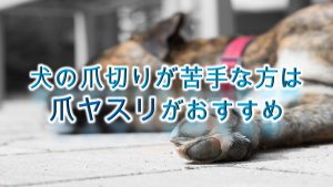 犬の爪切りが苦手な方は、爪ヤスリがオススメです!