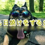 犬も日焼けをするの?【その症状や注意点について】