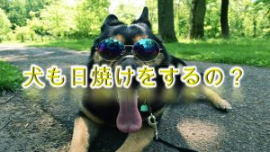 犬も日焼けをするの?【その症状や注意点について】