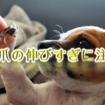犬の爪の伸びすぎは危険?適正な長さはどのくらい?【犬の爪切りの適正な頻度も解説】