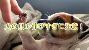 犬の爪の伸びすぎは危険?適正な長さはどのくらい?【犬の爪切りの適正な頻度も解説】