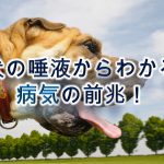 犬の唾液からわかる病気の前兆！【唾液が多い・ネバネバ・臭い】