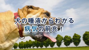 犬の唾液からわかる病気の前兆!【唾液が多い・ネバネバ・臭い】