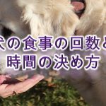 犬の食事の回数は、一日何回が1番いい?【犬に食事を与える時間の決め方も解説】