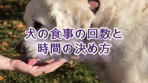 犬の食事の回数は、一日何回が1番いい?【犬に食事を与える時間の決め方も解説】