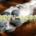 犬の肉球クリームとは何か?【使用することで得られる効果もわかりやすく解説】