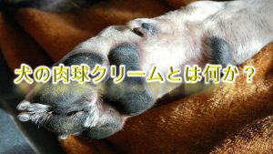 犬の肉球クリームとは何か?【使用することで得られる効果もわかりやすく解説】