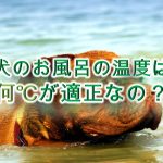 犬のお風呂の温度は何℃が適正なの?【温度が高すぎると危険!?】