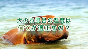 犬のお風呂の温度は何℃が適正なの?【温度が高すぎると危険!?】