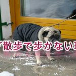 犬が散歩で歩かない理由【立ち止まって動かない時の対策も解説】