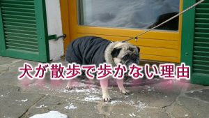 犬が散歩で歩かない理由【立ち止まって動かない時の対策も解説】