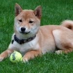 柴犬のしつけ方【柴犬の甘嚙み対策や無駄吠え対策】