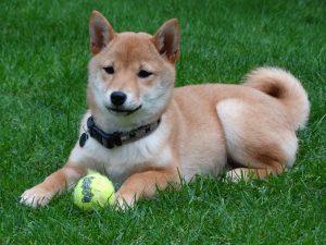 柴犬のしつけ方【柴犬の甘嚙み対策や無駄吠え対策】