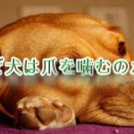 なぜ犬は自分の爪を噛むのか?何か意味や理由がある?【犬が爪を噛む原因と対応策について】