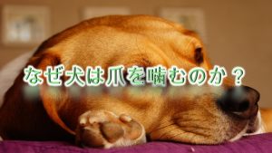 なぜ犬は自分の爪を噛むのか?何か意味や理由がある?【犬が爪を噛む原因と対応策について】