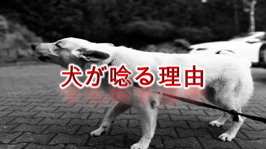 犬が唸る(うなる)理由や意味とは？しつけ方も紹介【唸り声の種類によって意味が違う！】 | 愛犬トトモ