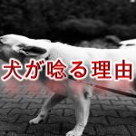 犬が唸る(うなる)理由や意味とは?しつけ方も紹介【唸り声の種類によって意味が違う!】
