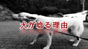 犬が唸る(うなる)理由や意味とは?しつけ方も紹介【唸り声の種類によって意味が違う!】