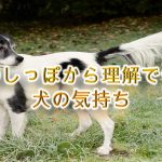 犬のしっぽから理解できる犬の気持ち【丸める時や振る時、下がる時などなど】