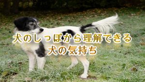 犬のしっぽから理解できる犬の気持ち【丸める時や振る時、下がる時などなど】